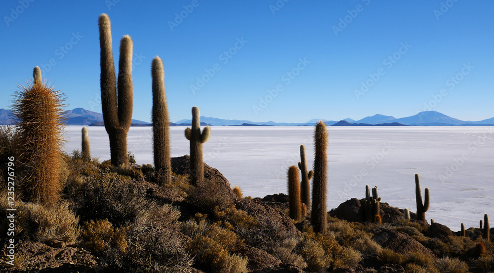 Incahuasi Island (Cactus Island) the world's largest salt flat area, Salar de Uyuni, Altiplano, Bolivia Incahuasi Island (Cactus Island) the world's largest salt flat area, Salar de Uyuni, Altiplano, Bolivia
