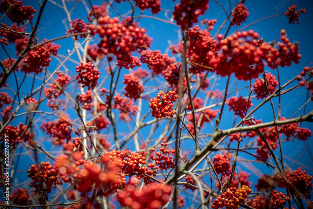 Autumn Blue Sky Orange Berry Branches Autumn Blue Sky Orange Berry Branches