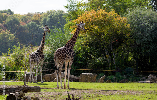 Photography Too giraffe in the park