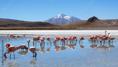 Flamingos in Laguna Hedionda located near the Uyuni Salt Flat (Salar de Uyuni) in Bolivia, South America