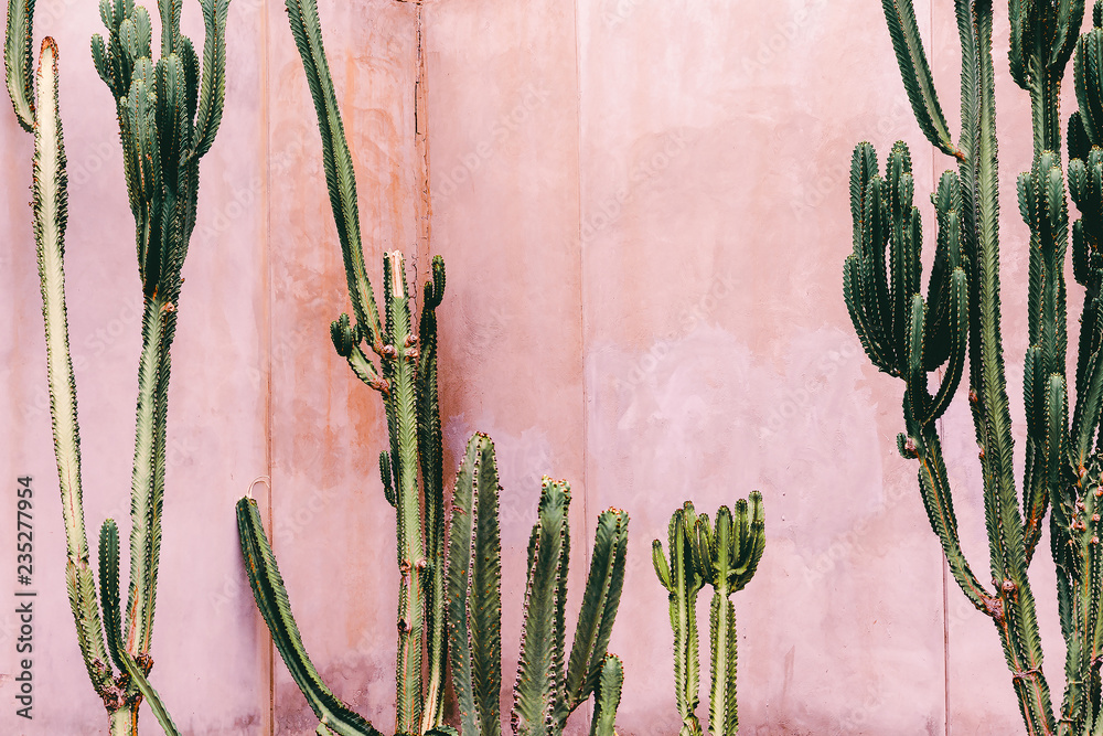 Plakat Plants on pink concept. Cactus on pink wall background. Minimal plant art
