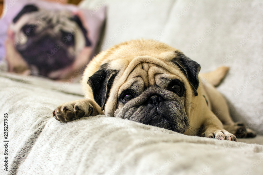 Pug. Grusnaya dog lies on the couch.