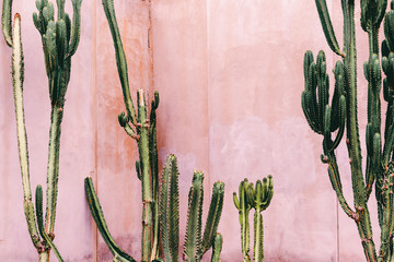 Gordijnen Cactus Minimalistische cactus op roze muur  © Porechenskaya