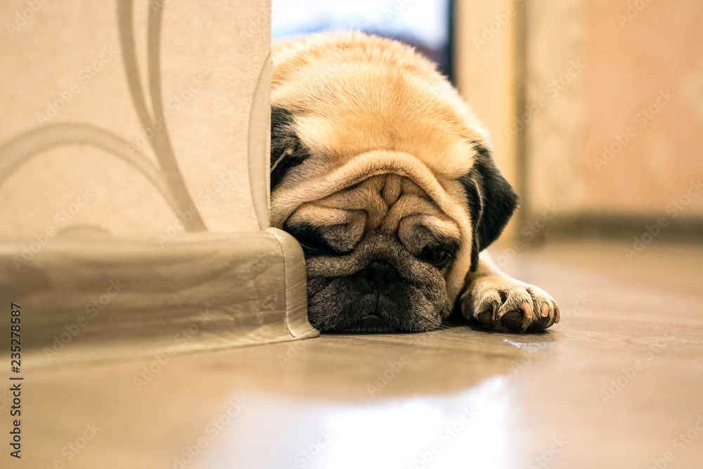 Pug. A sad dog is lying on the floor.