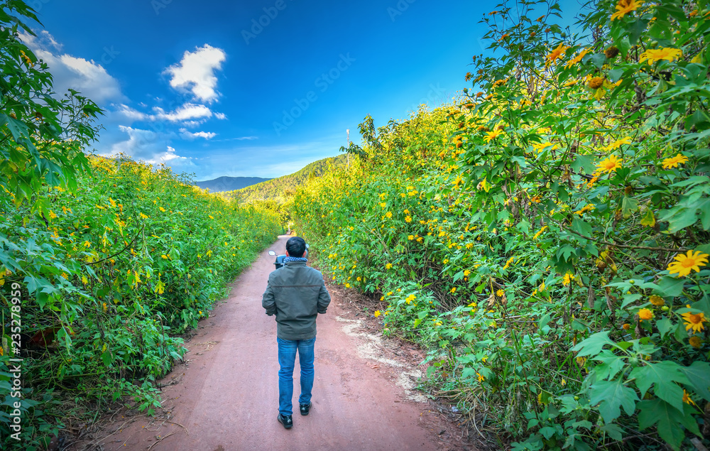 Obraz premium The man relaxing alone on a rural road with two sides of the road is wild sunflowers bloom in yellow, colorful scene, beautiful nature