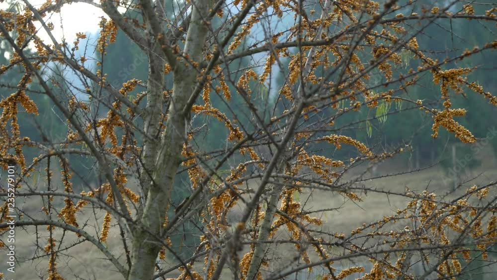 Sea buckthorn. Sea buckthorn bush. Ripe sea buckthorn berries. Close-up.