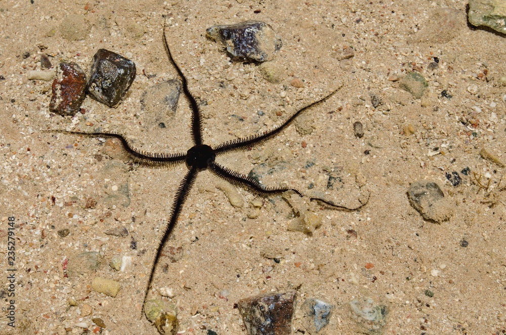 Starfish in coastal waters. Starfish in coastal waters.