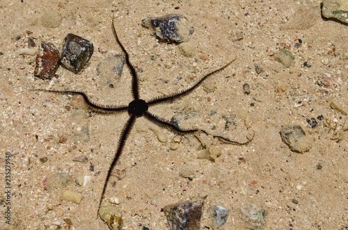 Starfish in coastal waters.