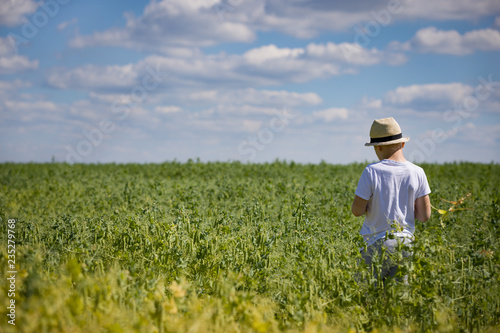 Portrait of a cute kid boy in a straw hat walking on a field of green peas and collecting and eating peas on a sunny summer day. Child in the field with blue sky and clouds background.