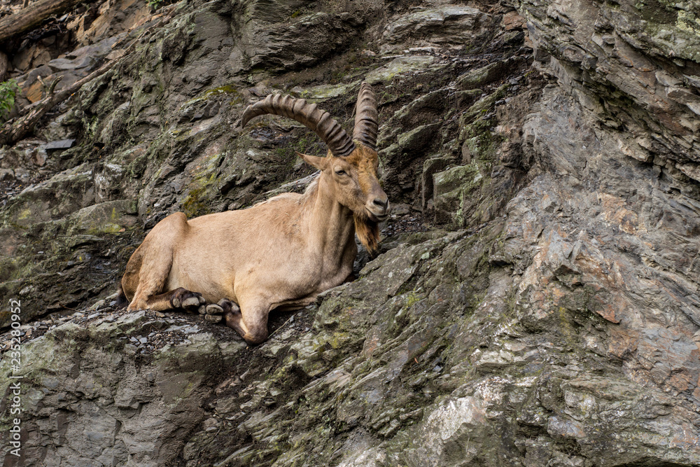 Wild mountain goat sitting on the cliff close up portrait	