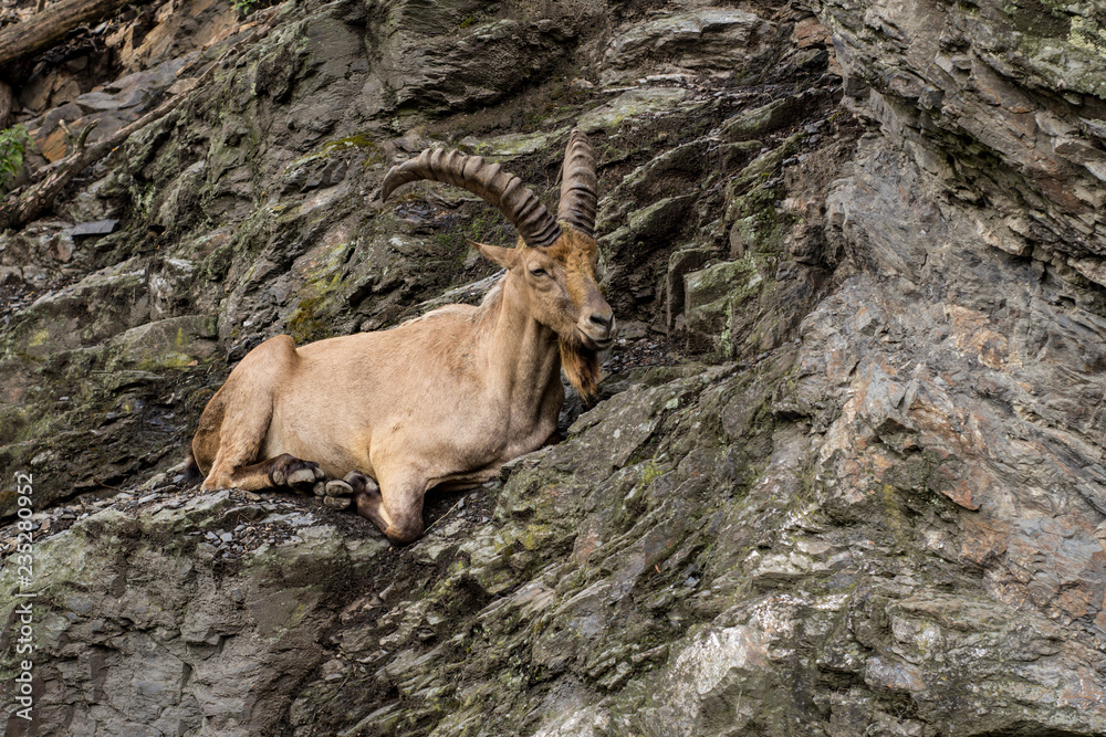 Wild mountain goat sitting on the cliff close up portrait Wild mountain goat sitting on the cliff close up portrait