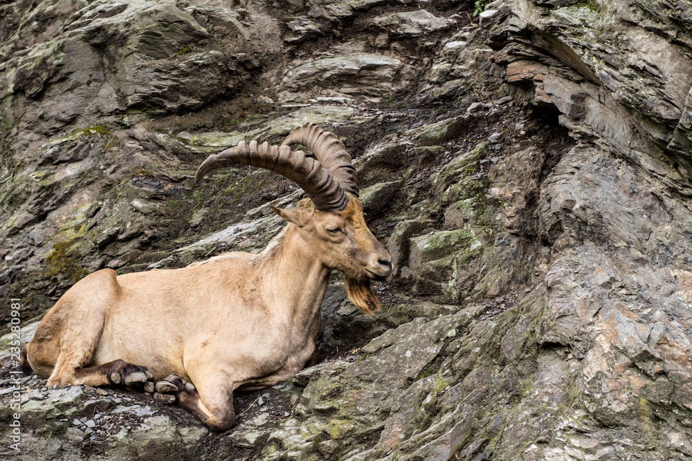 Wild mountain goat sitting on the cliff close up portrait Wild mountain goat sitting on the cliff close up portrait