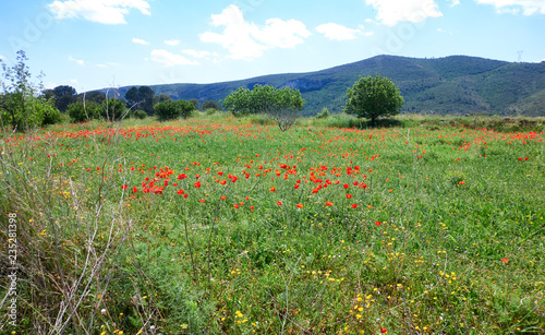 Spring meadows at Camino de Santiago © lunamarina