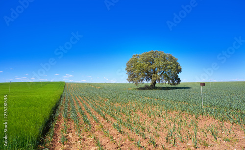 Castile La Mancha fields in Cuenca photo