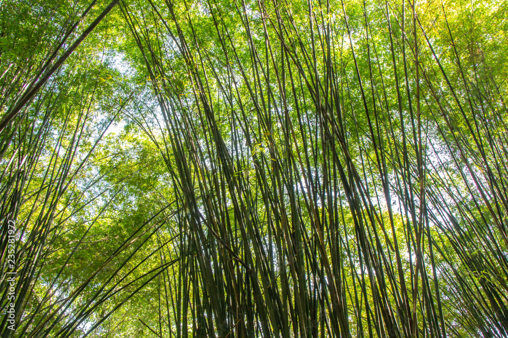 sunlight and bamboo leaves