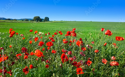 Tableau sur toile Spring meadow poppies Camino de Santiago