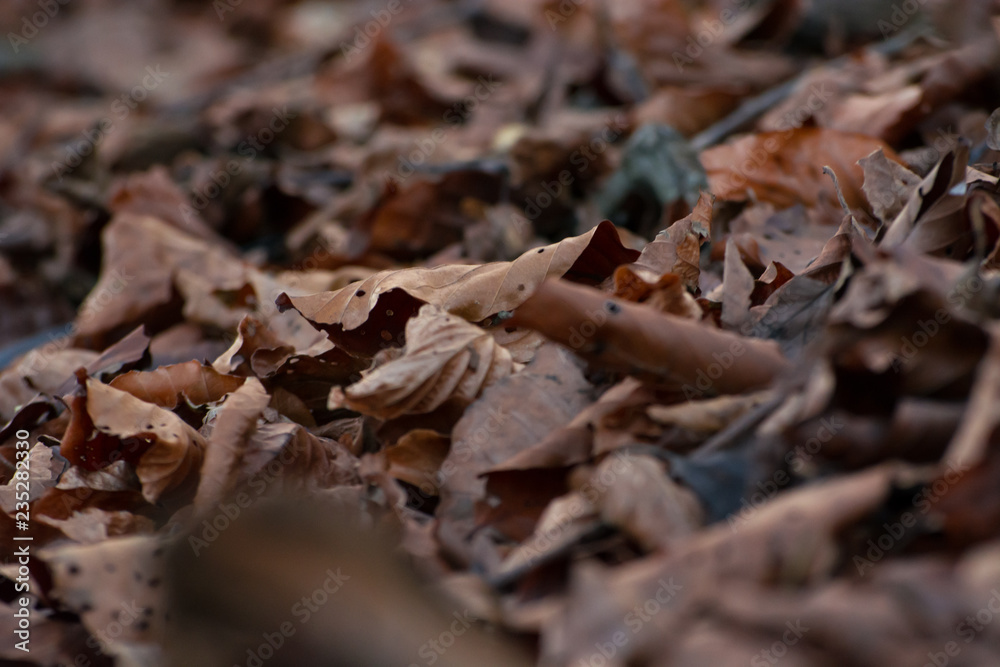 Dried brown leaves on forest floor in Autumn, shallow focus abstract Dried brown leaves on forest floor in Autumn, shallow focus abstract