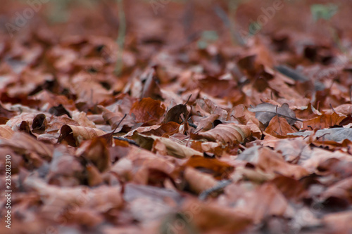 Dried brown leaves on forest floor in Autumn, shallow focus abstract