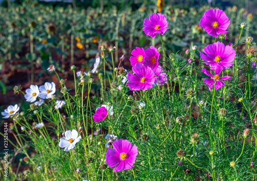 Cosmos bipinnatus flowers shine in the flower garden with colorful shimmering bonsai and beautiful. This flower is like stars sparkling in the sky