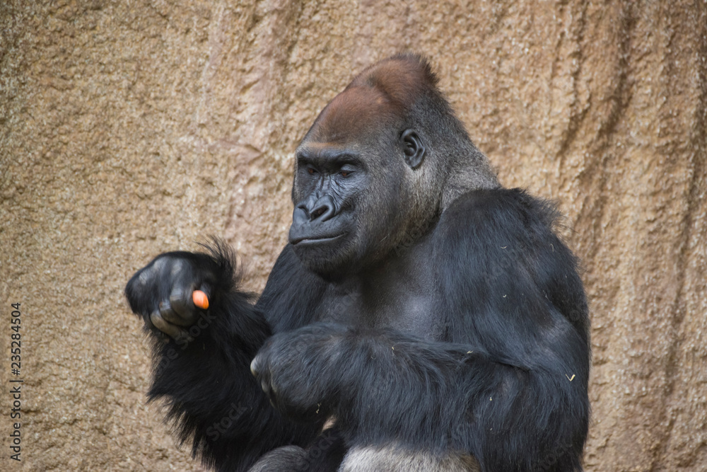 Gorilla eats carrots and holds stock in hand.