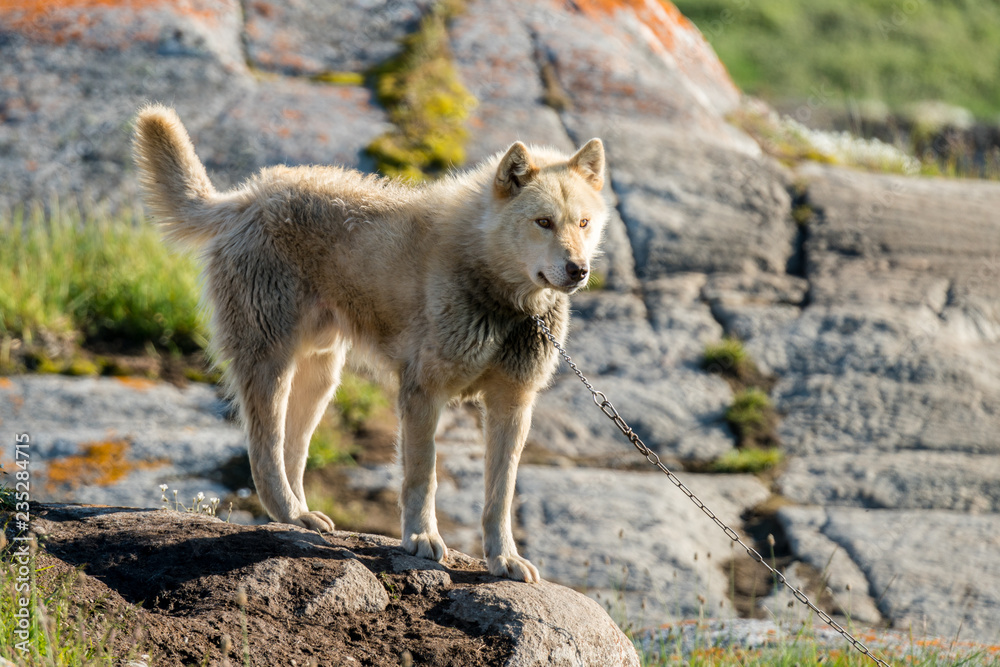 Greenland Dog, Ilimanaq