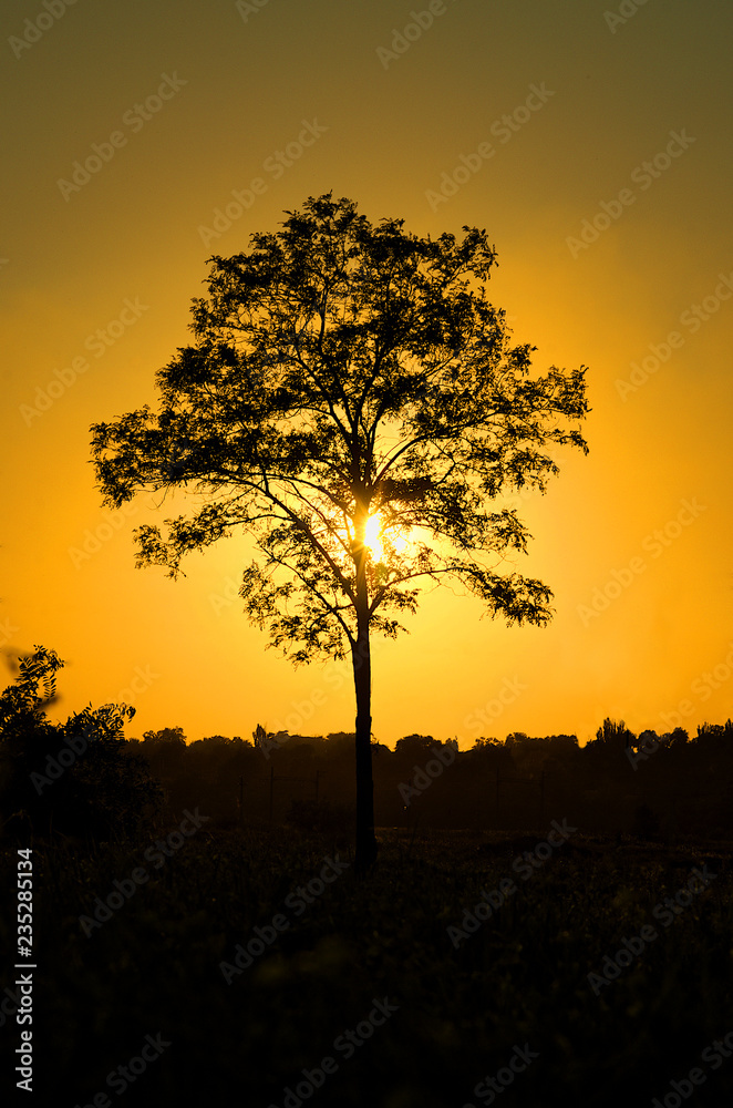 Fototapeta premium summer, evening, tree in the sunset.