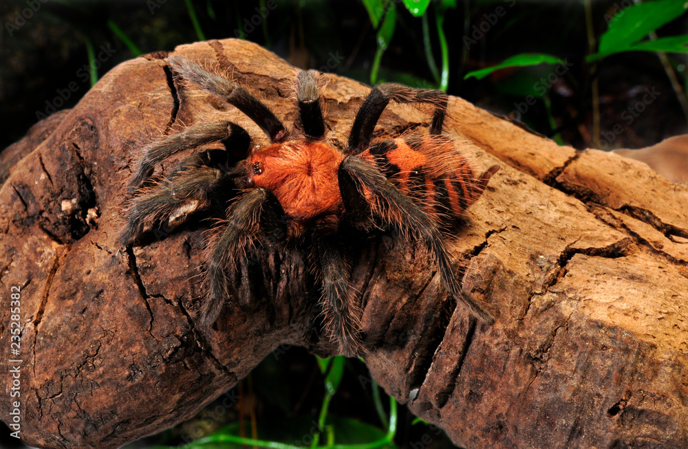 Rote Tigervogelspinne (Davus fasciatus) - Costa Rican tiger rump Stock