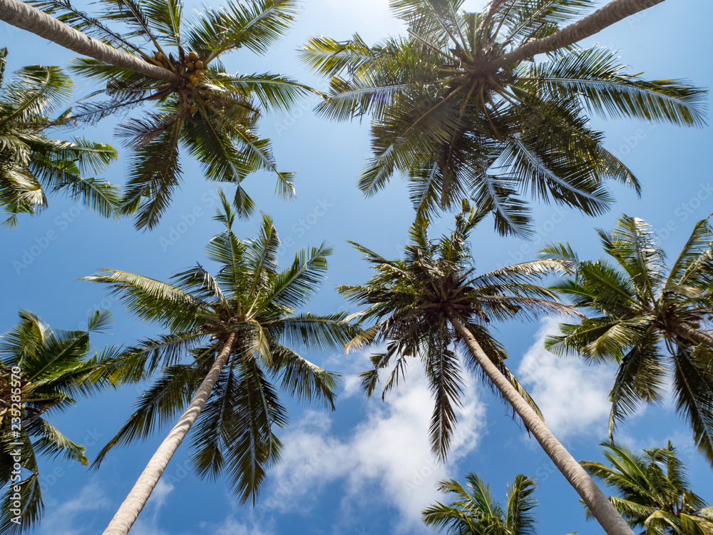 Palm trees on white sand beach on Nusa Penida, Indonesia. October, 2018. Background landscape.