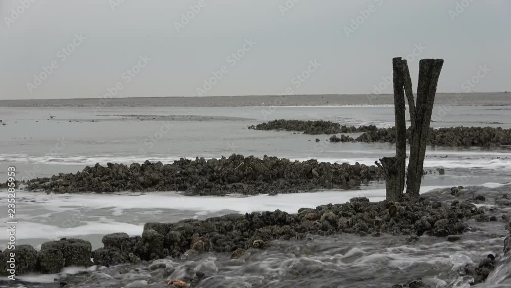 Miesmuschelbank, Austern, Wattenmeer Miesmuschelbank, Austern, Wattenmeer