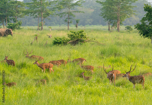 Sika or spotted deers herd in the elephant grass © Arsgera