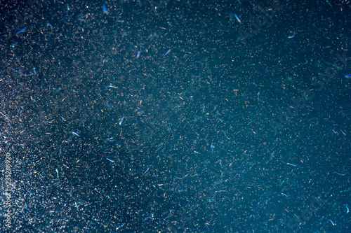 krill macro detail at night photo