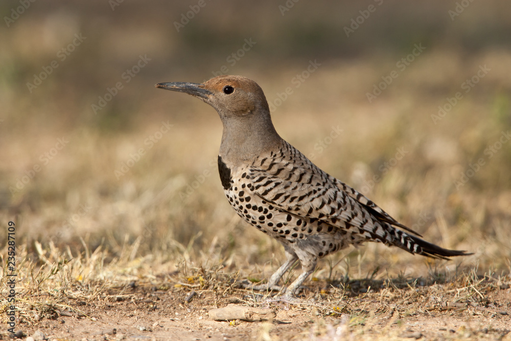 Gilded Flicker female on ground taken in Tuscon AZ in the wild Gilded Flicker female on ground taken in Tuscon AZ in the wild