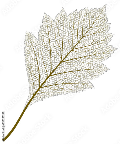 Vector image of Skeleton Aspen Leaf