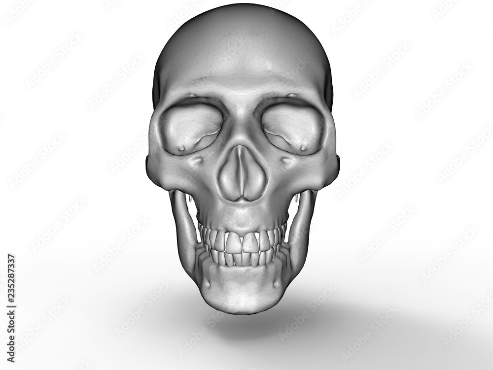 Fototapeta premium 3D render - detailed skull model