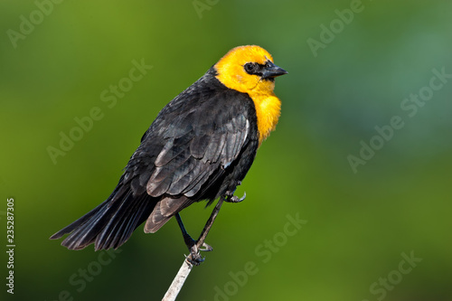 Yellow-headed Blackbird male taken in central MN