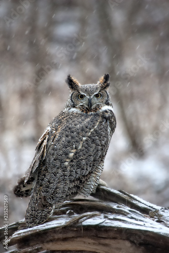 Great Horned Owls in snow taken in southern MN
