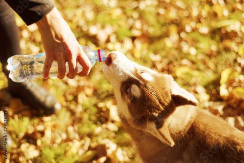 portrait of redheaded hussy puppy. the dog drinks water from plastic bottle.