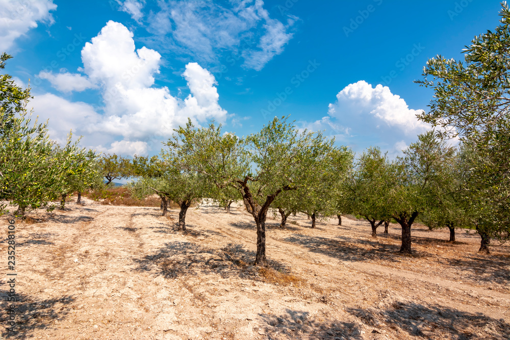 Olive grove on Rhodes island, Greece Olive grove on Rhodes island, Greece