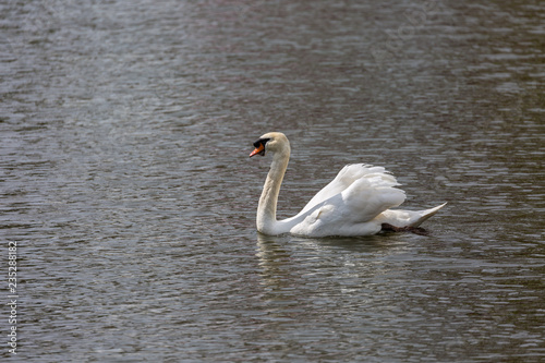 Fototapeta Naklejka Na Ścianę i Meble -  White swan in lake