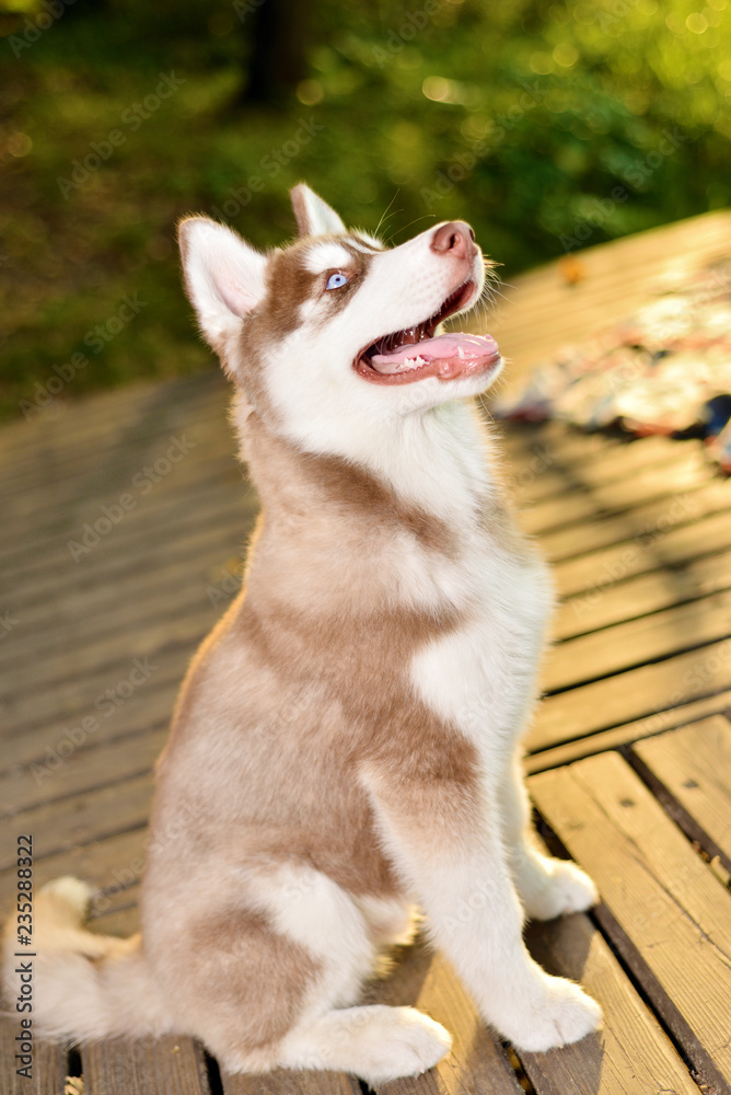 training red puppy of husky.