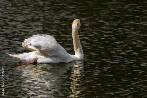 Fototapeta Naklejka Na Ścianę i Meble -  White swan in lake