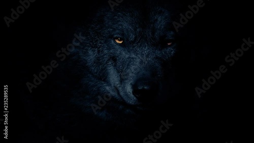 Wolf In The Dark With Fiery Eyes