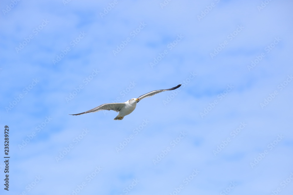 Fototapeta premium ウミネコ 成鳥 Black-tailed gull
