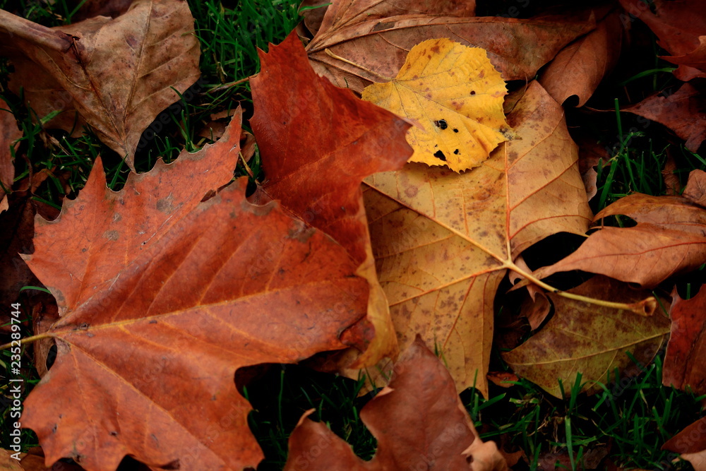 Background of autumn leaves