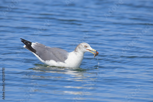                         Black-tailed gull