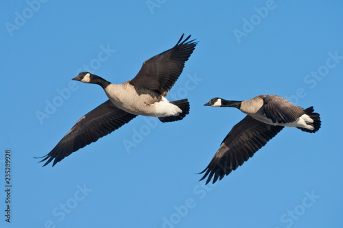 Canada Goose flight taken in southern MN in the wild