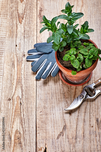 Gardening and garden plants. Mint melissa in pot on wooden board