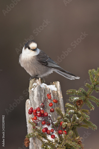 Photography Gray Jay on stump with snow and berries taken in northern Minnesota in the wild
