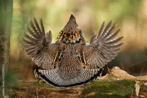Ruffed Grouse male drumming on log taken in southern MN in the wild