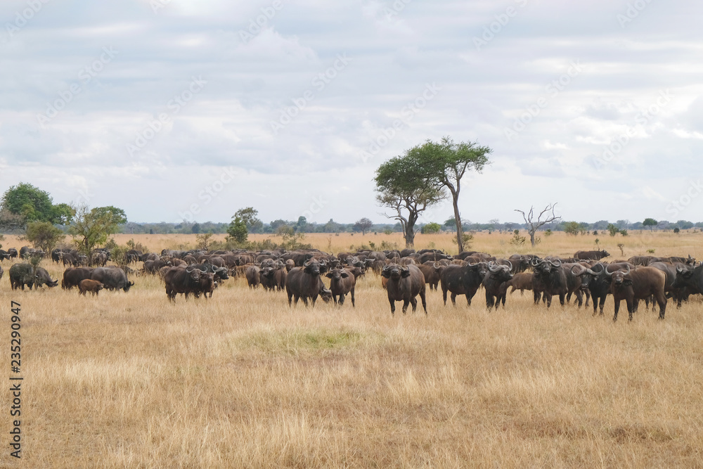 Herd of buffaloes in national park Tanzania Amazing african nature